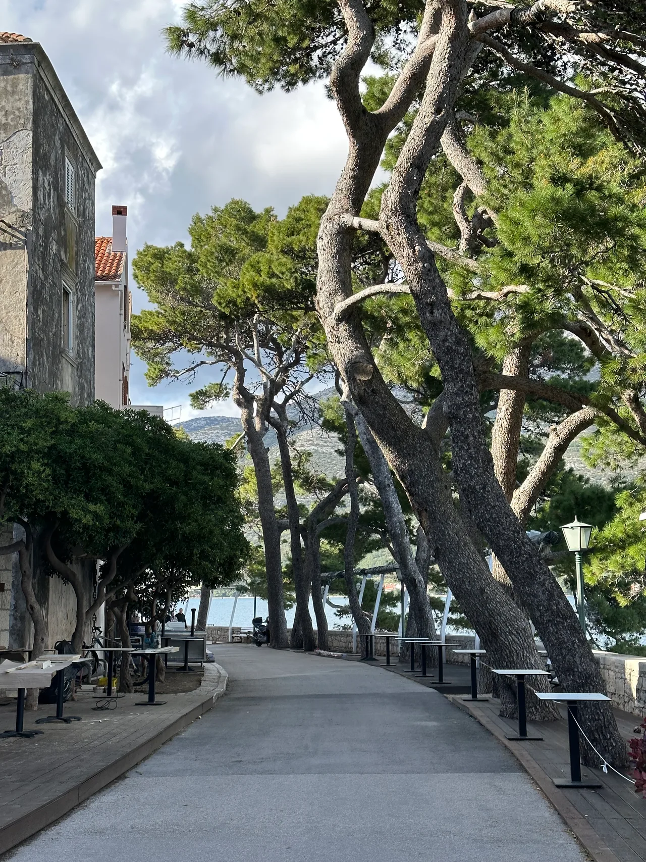 Borovi i kamene kuće uz šetnicu u gradu Korčuli